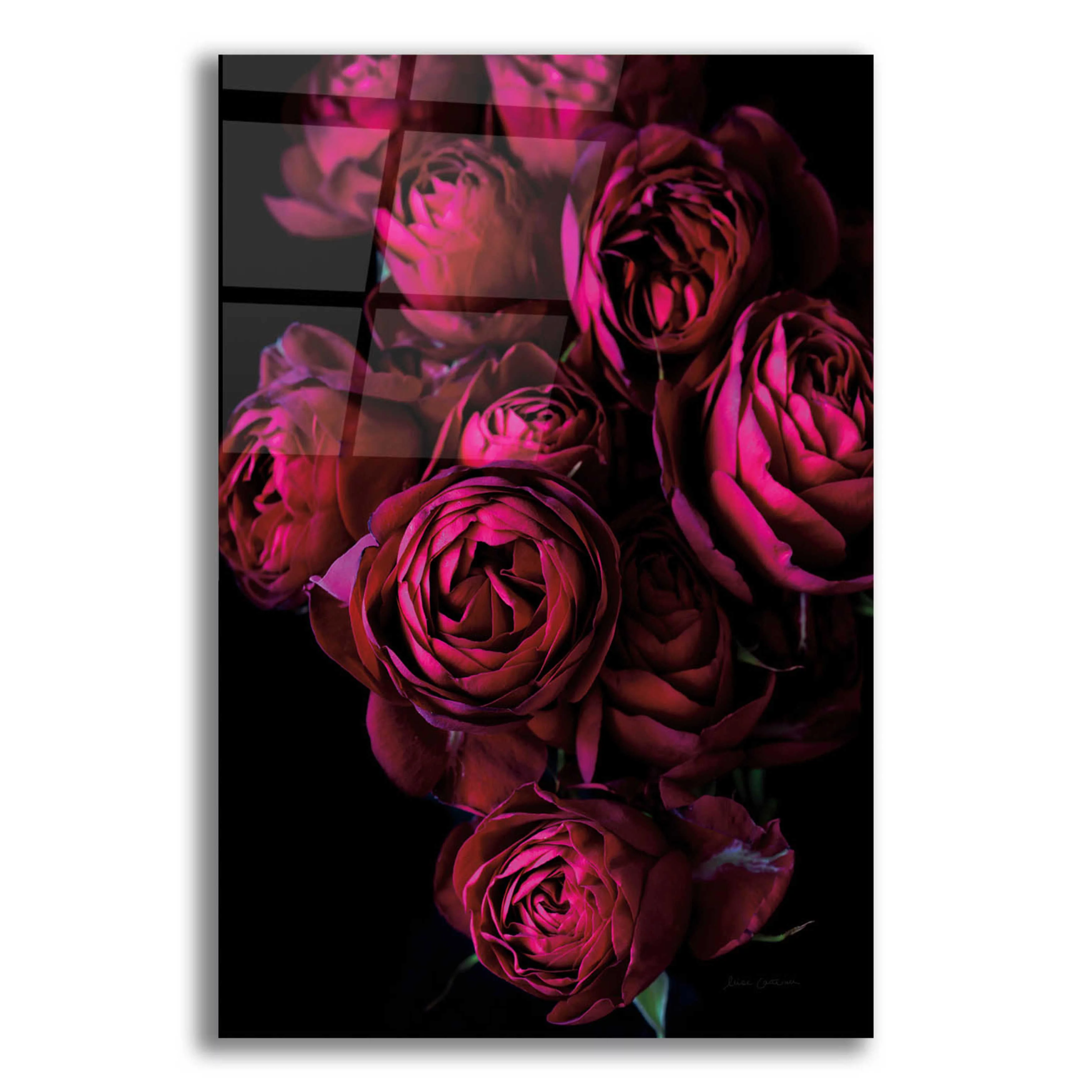 Epic Art 'Cabbage Roses' by Elise Catterall, Acrylic Glass Wall Art, 12