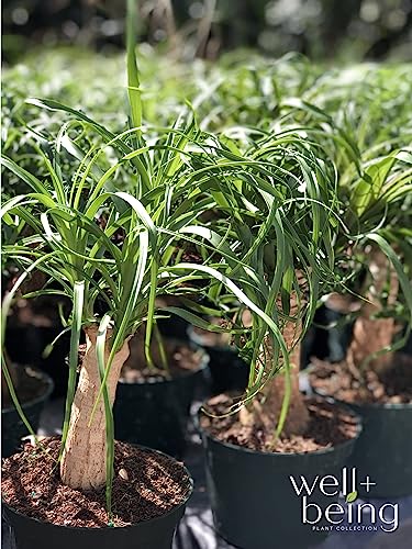 Nature's Way Farms Ponytail Palm Live Houseplant (8-15 inches Tall) in growers pot