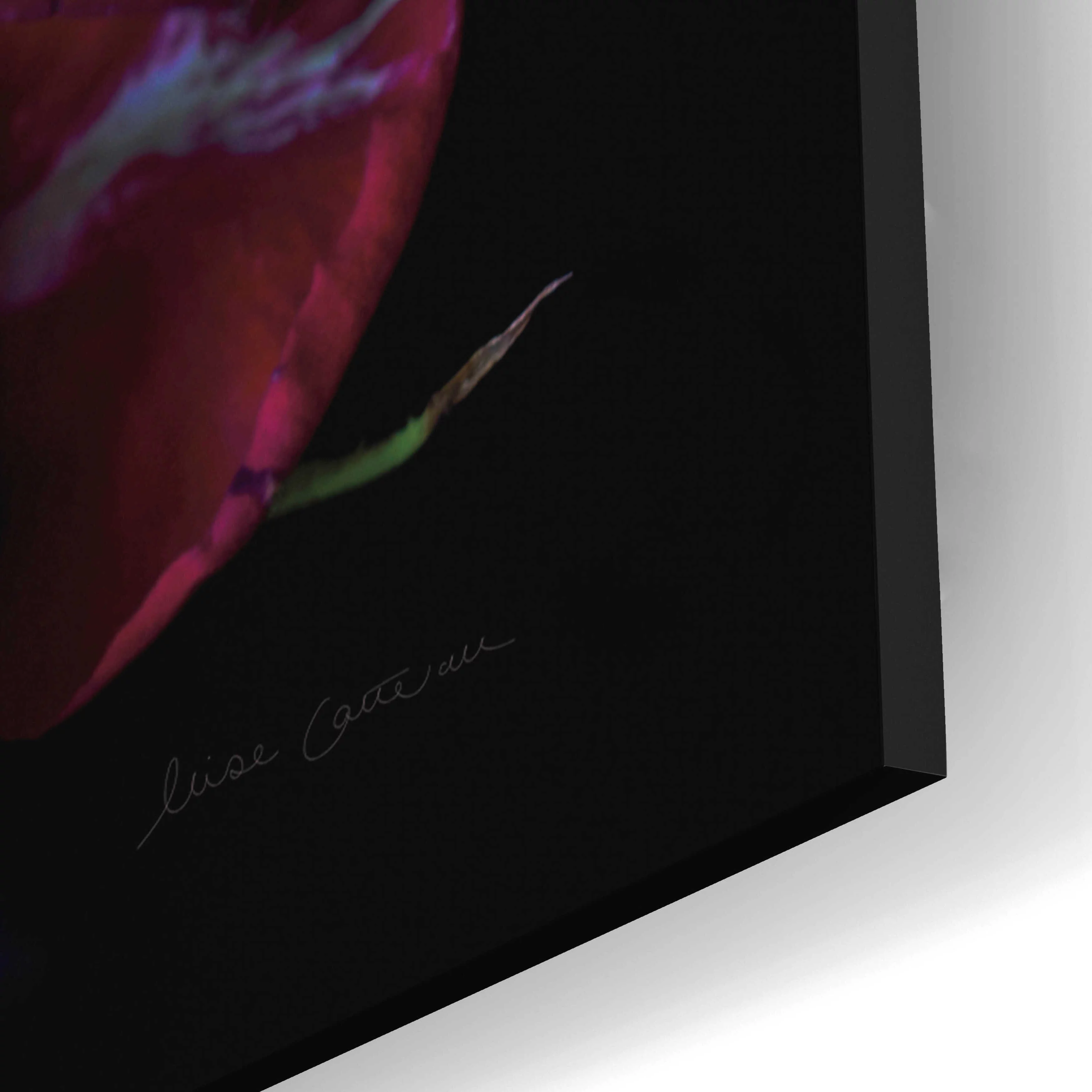 Epic Art 'Cabbage Roses' by Elise Catterall, Acrylic Glass Wall Art, 12