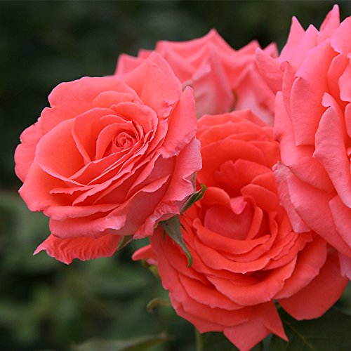 Heirloom Roses Fragrant Rose Bush - America™ Apricot Rose Plant, Climbing Roses Live Plant for Planting Outdoors