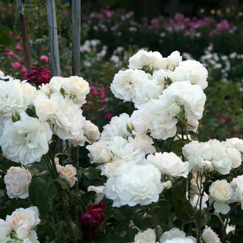 Heirloom Roses White Climbing Rose Bush - Cloud 10™ Live Rose Plant for Planting Outdoors