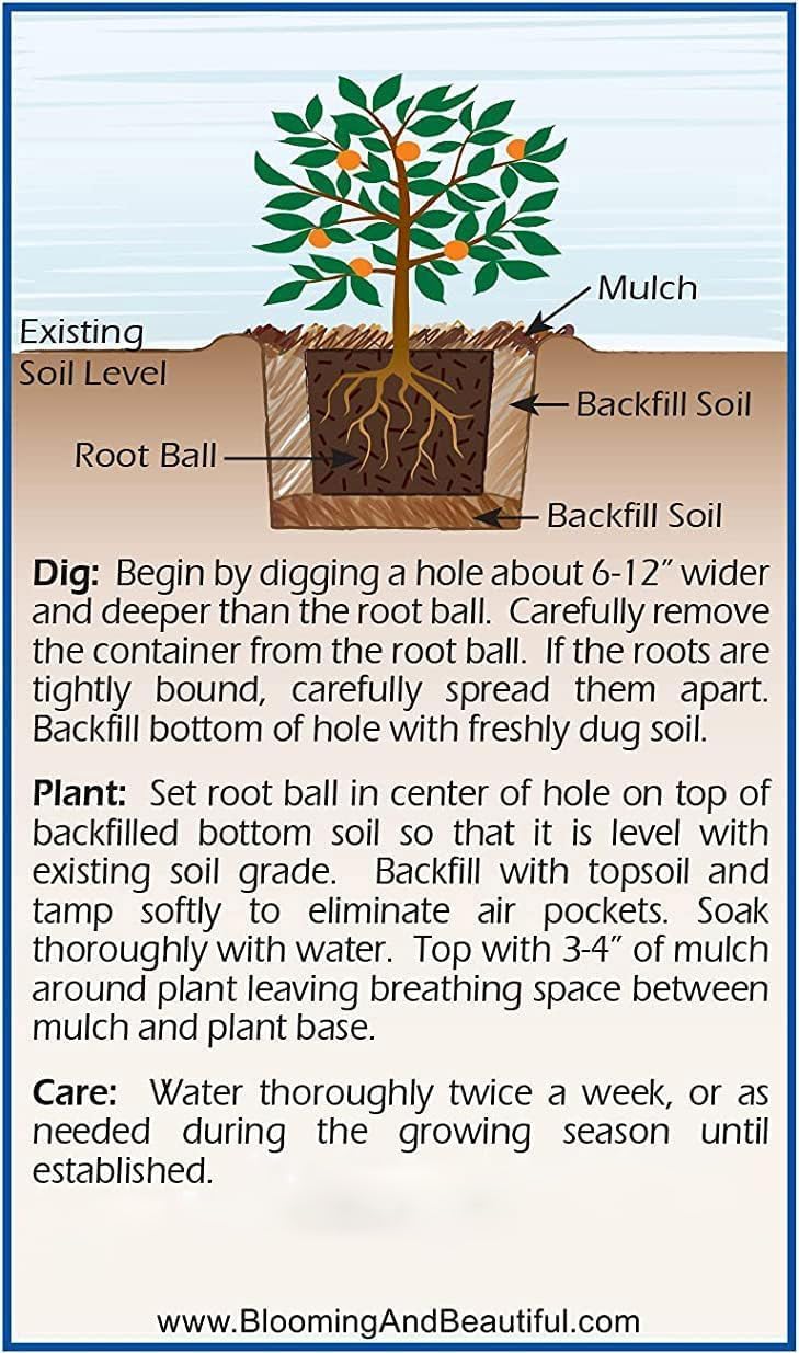 Blooming & Beautiful - Limelight Prime Panicle Hydrangea - 3 Gal - Proven Winners - Green White Cone-Shaped Blooms - Zones 3-8 - Hydrangea paniculata 'SMNHPPH' USPP - 3 Gallon Pot