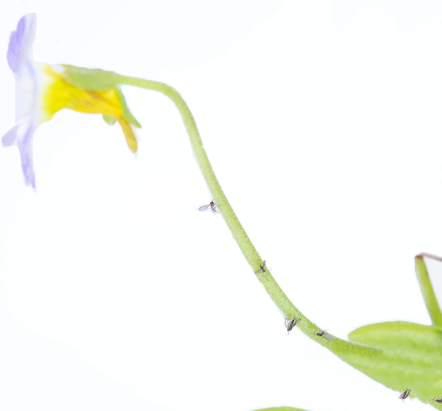 Bizarre House Plants- Venus Flytrap Butterwort Combo Live Plants- Live Carnivorous Wonder