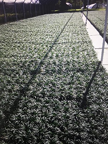 Dwarf Mondo Grass - 10 Live Plants - Shade Loving Evergreen Ground Cover Ophiopogon Japonicus Nanus