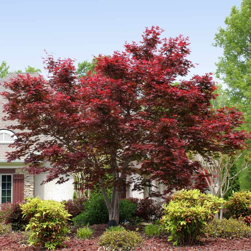 Brighter Blooms - Bloodgood Japanese Maple Tree - The Most Popular Variety of Red Japanese Maples - No Shipping to AZ