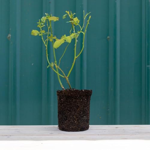 Heirloom Roses Climbing Rose - Pretty in Pink Eden Climber®, Rose Bushes Ready to Plant