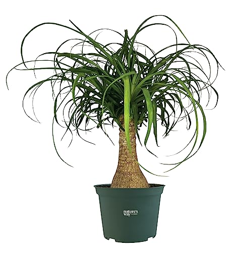 Nature's Way Farms Ponytail Palm Live Houseplant (8-15 inches Tall) in growers pot