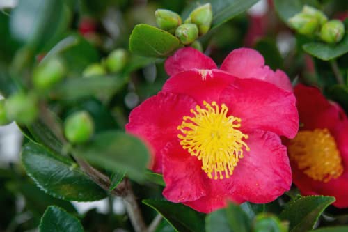 Blooming & Beautiful - Cleopatra Camellia - 3 Gal - Evergreen Shrub - Rose-Pink Semi-double Flower - Fall Blooming - Zones 7-9 - Camellia Sasanqua 'Cleopatra' - 3 Gallon Pot