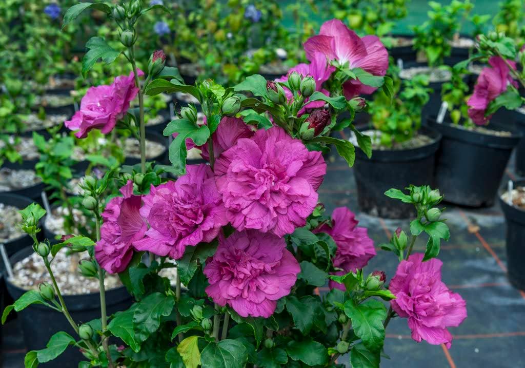 4.5 in. Quart Magenta Chiffon Rose of Sharon (Hibiscus) Live Plant, Purple Flowers