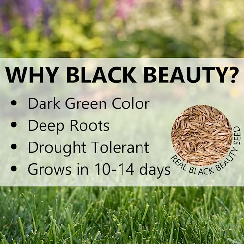 Jonathan Green 10315 Black Beauty Grass Seed Mix, 25-Pound