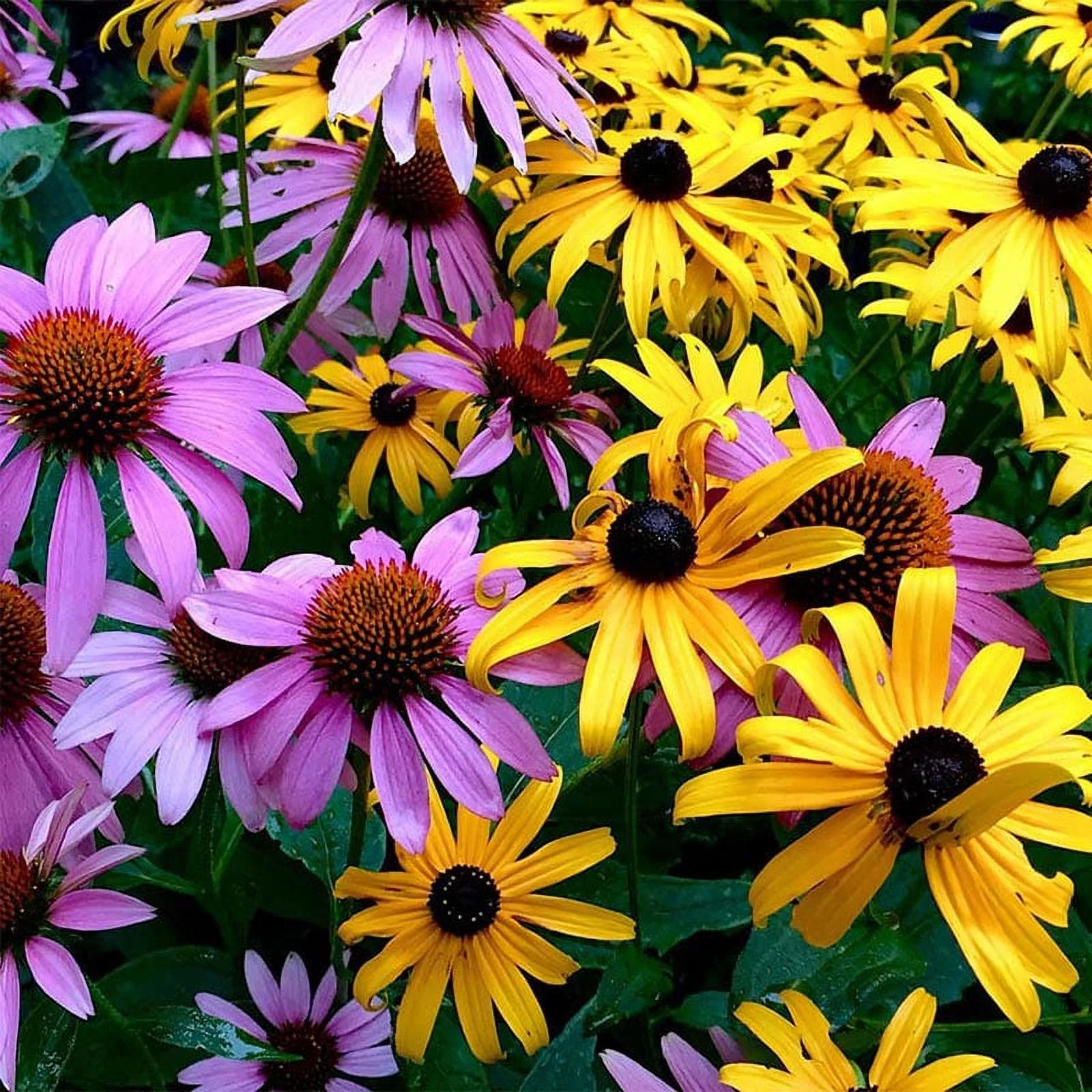 Eden Brothers Dynamic Duo Flower Mixed Seeds for Planting, 1/4 lb, 120,000+ Seeds with Purple Coneflower, Black Eyed Susan | Attracts Pollinators, Plant in Spring or Fall, Zones 3, 4, 5, 6, 7, 8, 9