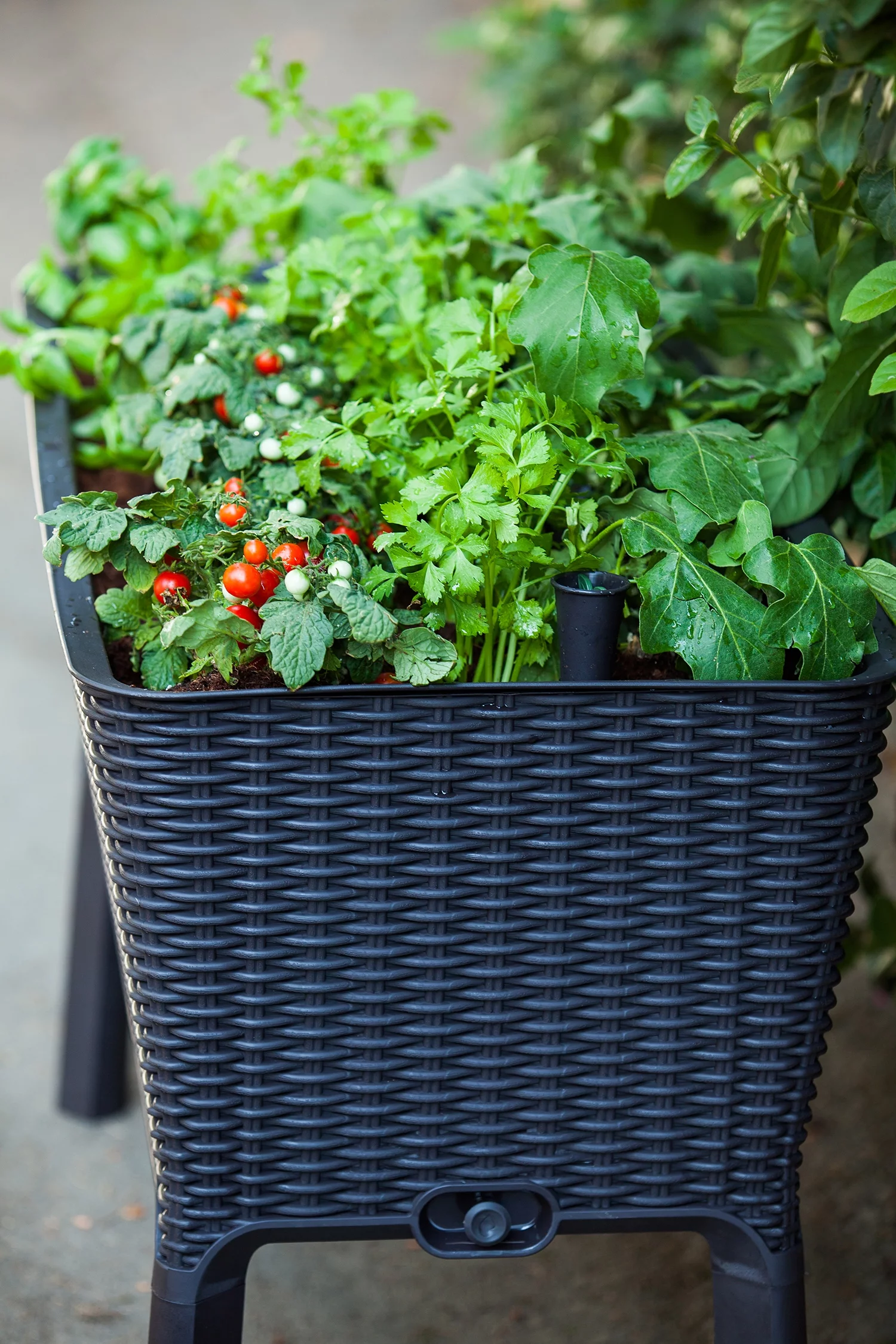 Keter Easy Grow Elevated Garden Bed, Anthracite