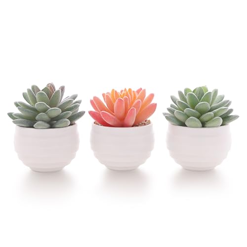 Tiita Artificial Faux Succulents in Pots Fake Plants Ceramic Arrangement Planter for Women Desk Small Mini Tiny Decoration for Home Office Desk Window