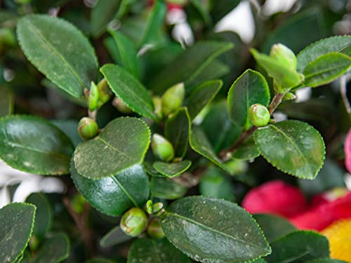 Blooming & Beautiful - Cleopatra Camellia - 3 Gal - Evergreen Shrub - Rose-Pink Semi-double Flower - Fall Blooming - Zones 7-9 - Camellia Sasanqua 'Cleopatra' - 3 Gallon Pot
