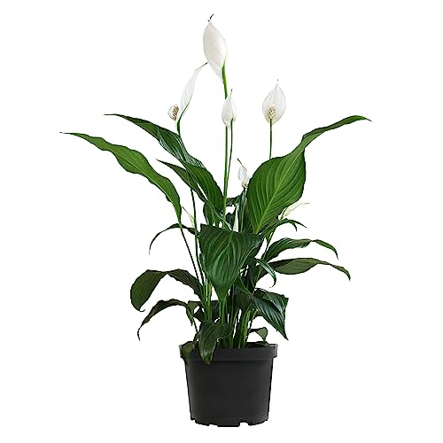 Peace Lily in 6 Inch Plant Pot for Plants, Easy Peace Lily Plant Indoor Live House Plants Live Plants Indoor, Low Light Plants Live Houseplants Live Indoor Plants Live Houseplants by Plants for Pets