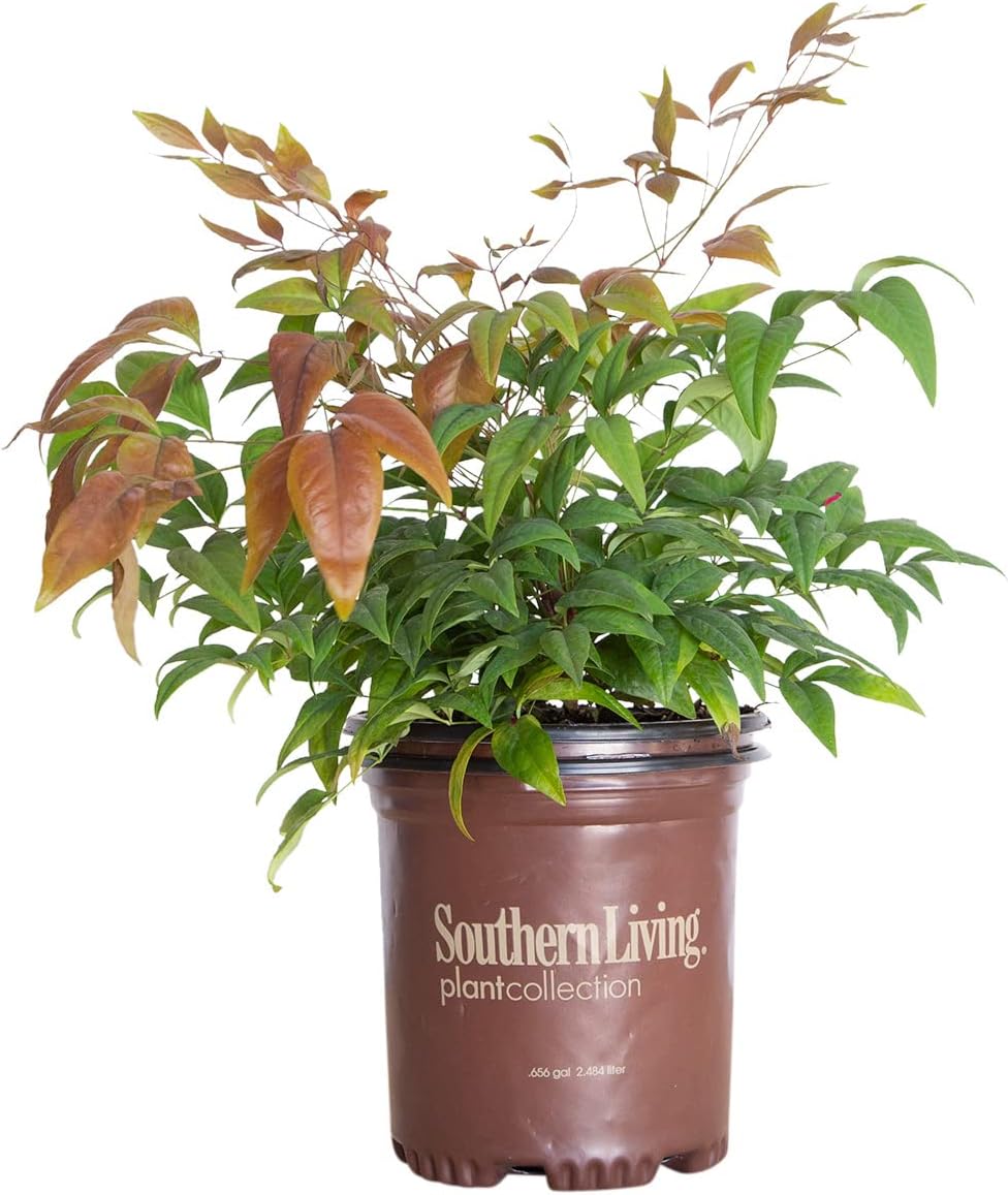 Blush Pink Nandina (2.5 Qt) - Southern Living Plant Collection - Evergeen Shrub with Rosy Hues - Full Sun Live Plant