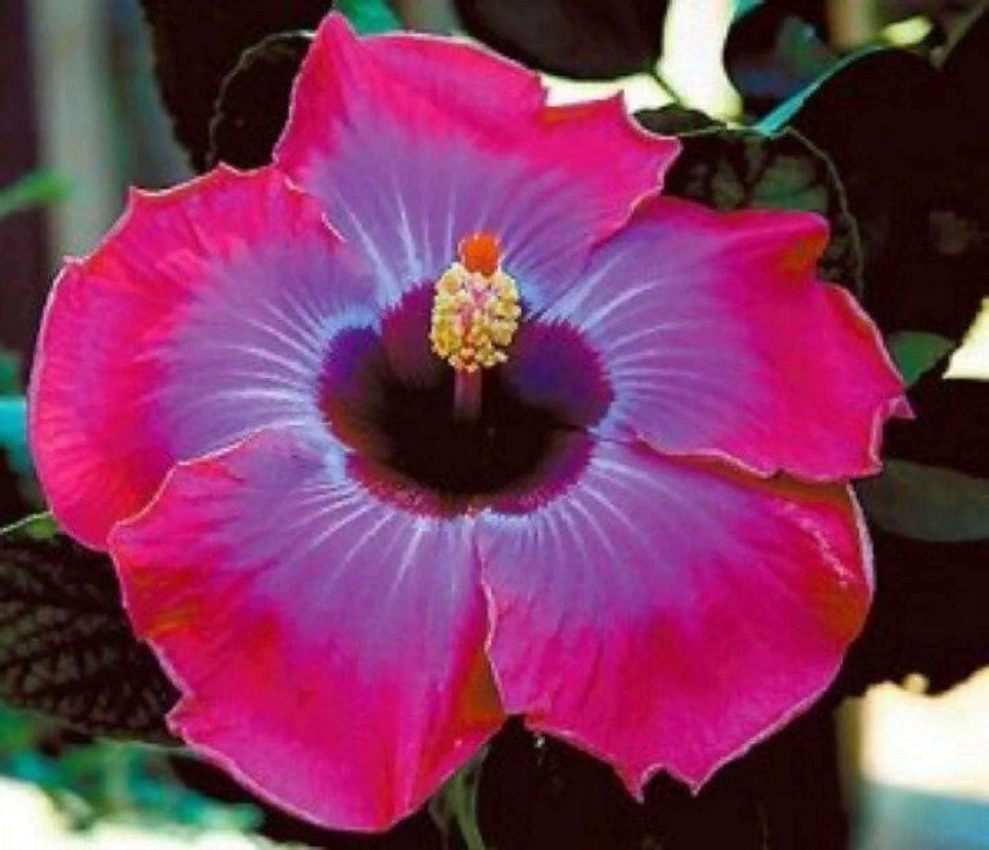 RUM RUNNER**SMALL Rooted Tropical Hibiscus Starter Plant*Ships Bare Root
