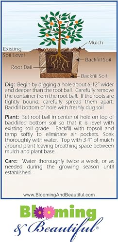 Blooming & Beautiful - Cleopatra Camellia - 3 Gal - Evergreen Shrub - Rose-Pink Semi-double Flower - Fall Blooming - Zones 7-9 - Camellia Sasanqua 'Cleopatra' - 3 Gallon Pot