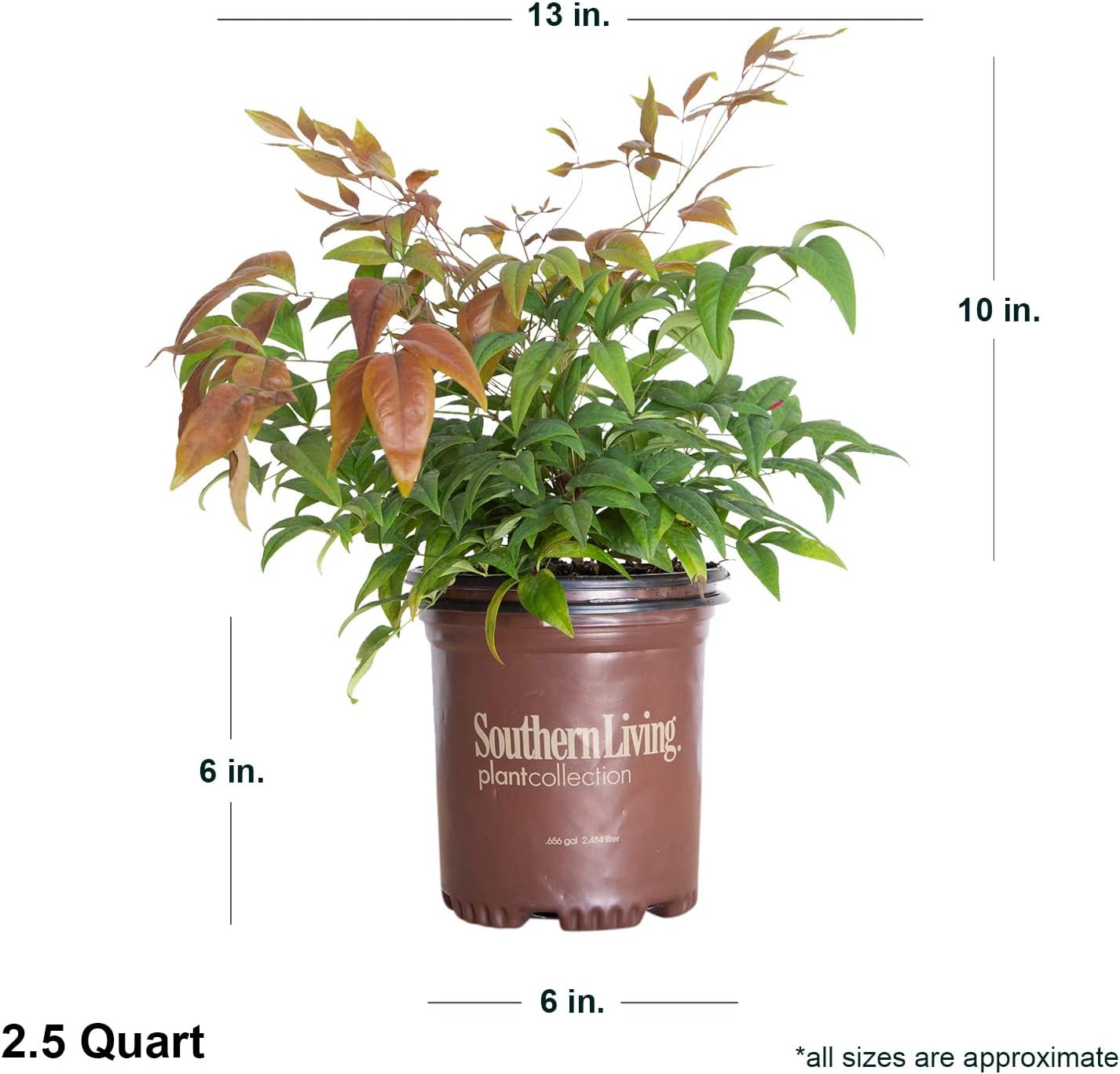 Blush Pink Nandina (2.5 Qt) - Southern Living Plant Collection - Evergeen Shrub with Rosy Hues - Full Sun Live Plant