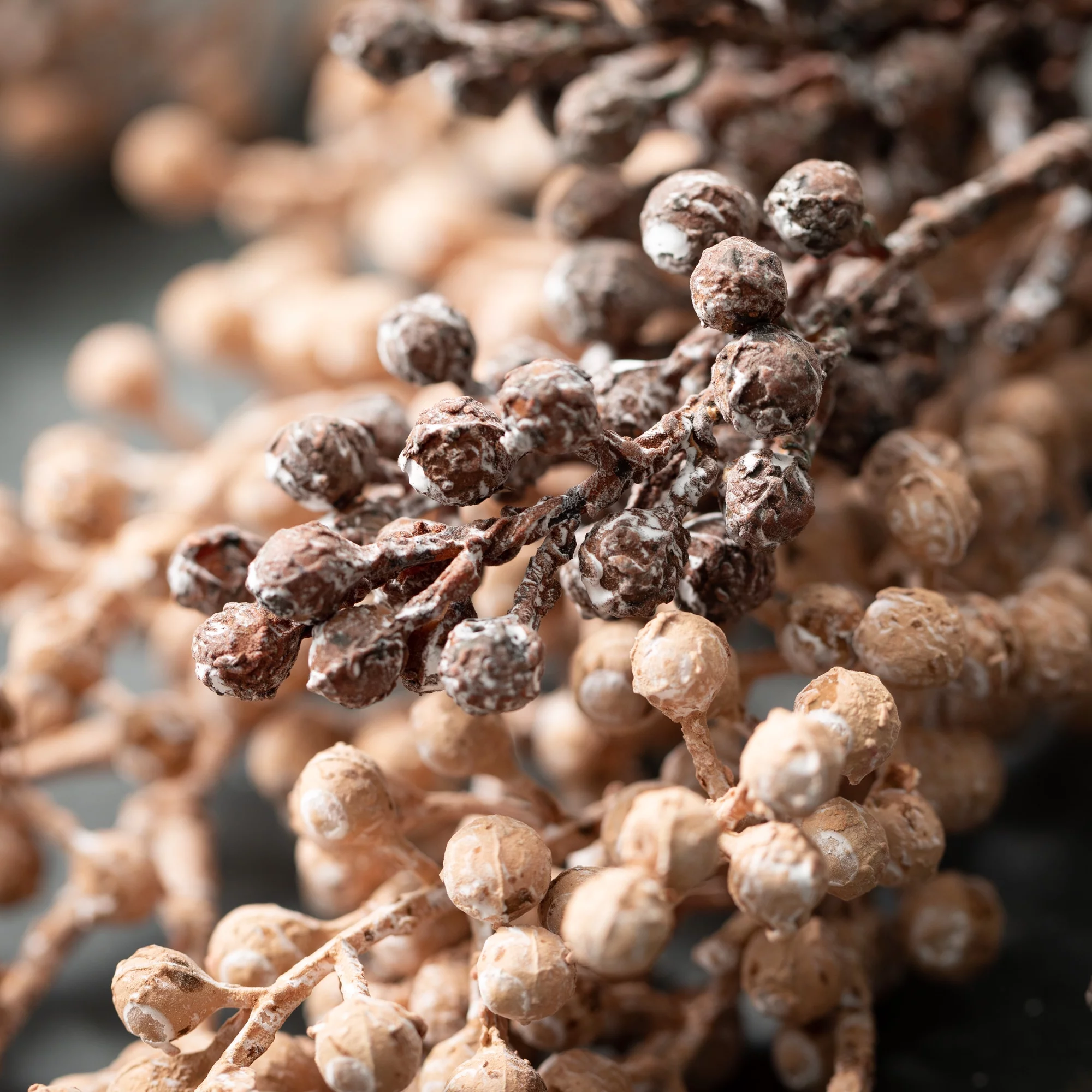 Sullivans Artificial Dried Blush Berry Stem Set of 2, 25