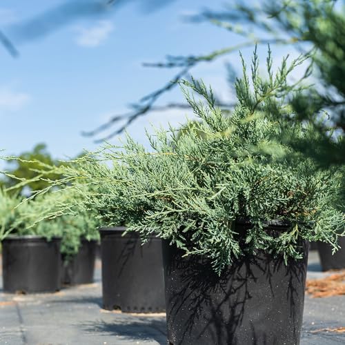 Perfect Plants Grey Owl Juniper 3 Gallon | Evergreen Low Spreading Groundcover Shrub