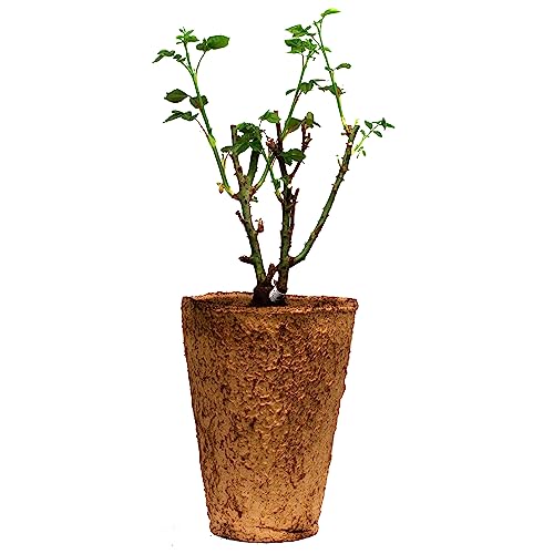 Eden Climbing Rose, 1.5 Gal Potted Live Plant, Reblooming Pink Flowers, Own Root, 12 ft Climber, Zones 5-9, Stargazer Perennials