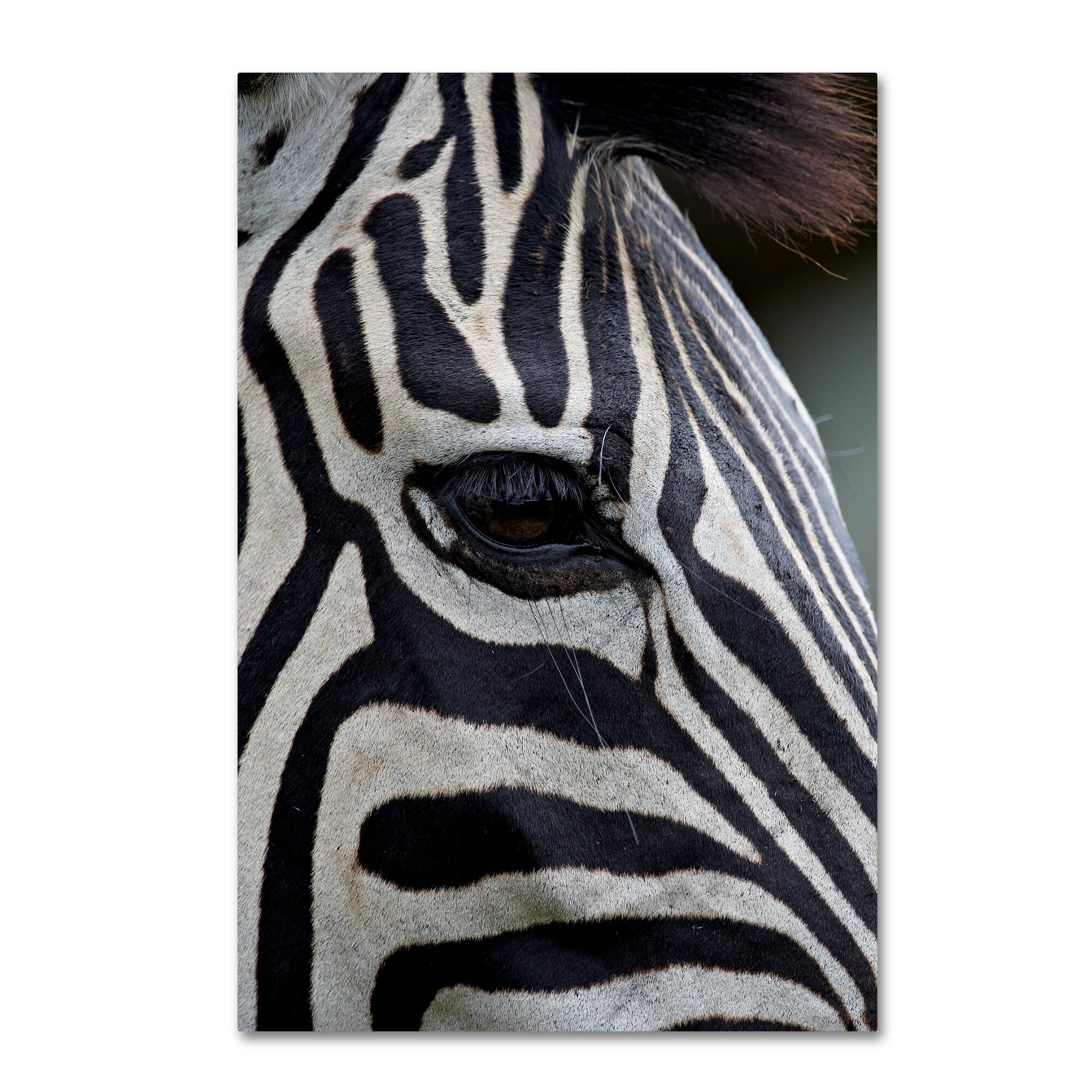 Robert Harding Picture Library 'Zebras' Canvas Art ALI19174-C