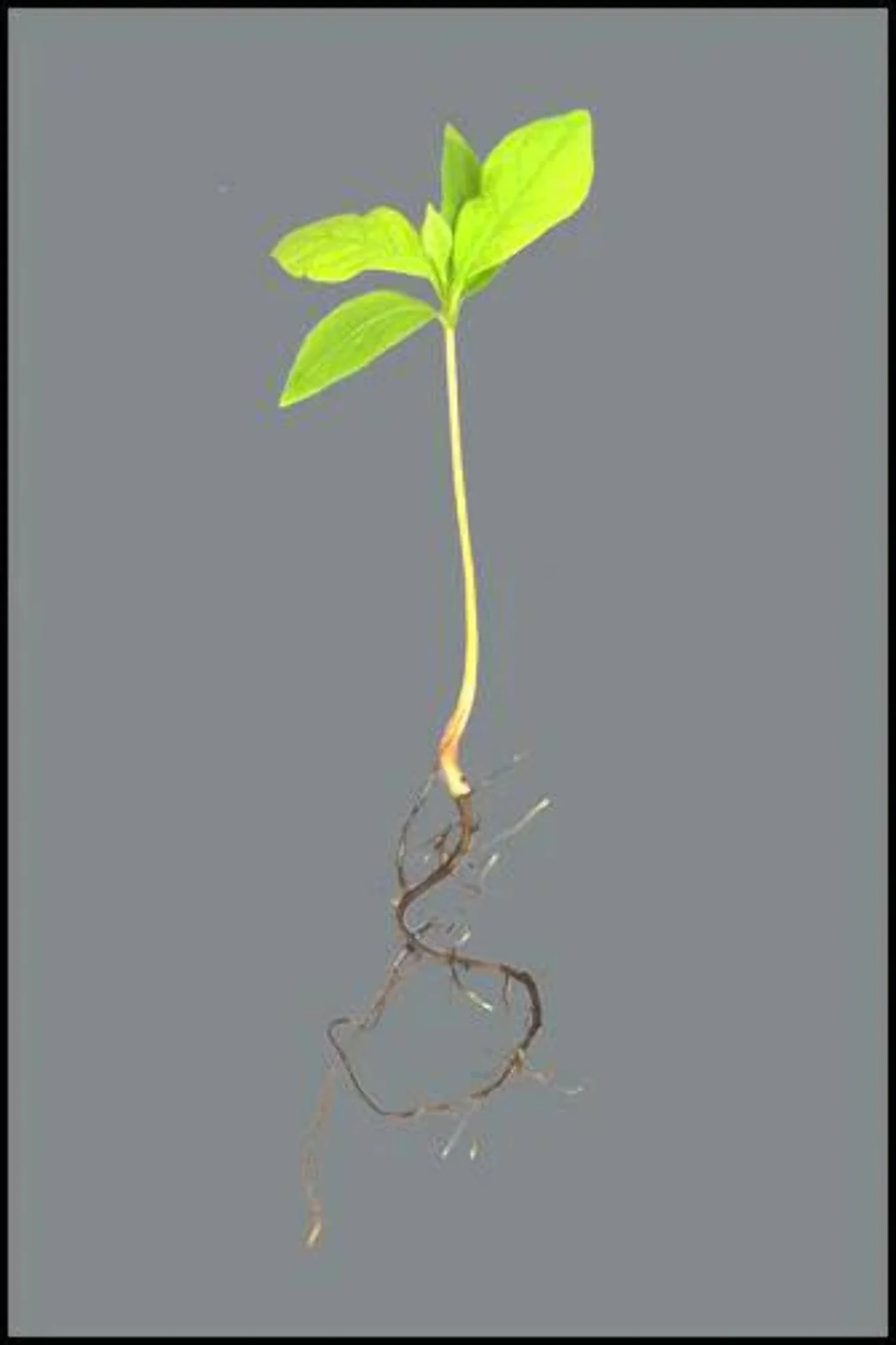FUYU Persimmon Tree Seedling (small-medium)