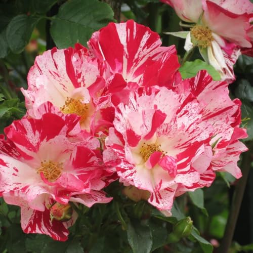 Starter Climbing Roses Live Plants, Rose Bushes Ready to Planting, No Pot, Cut Back, Well Rooted, 6-8 Months Old (Fourth of July)