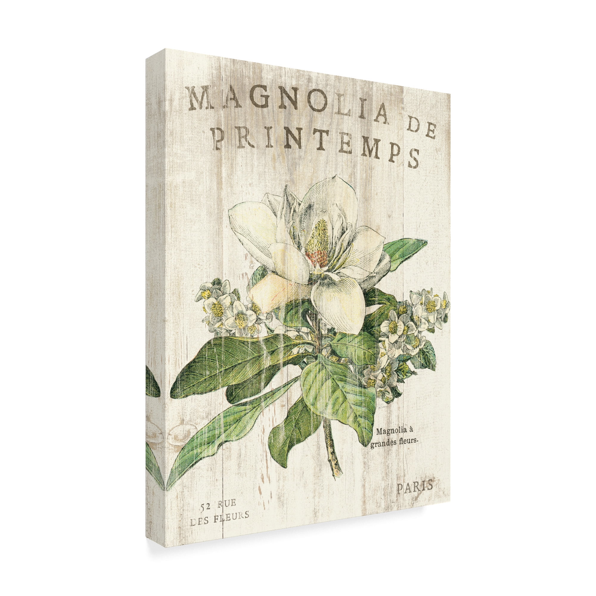 Trademark Fine Art 'Magnolia de Printemps' Canvas Art by Sue Schlabach