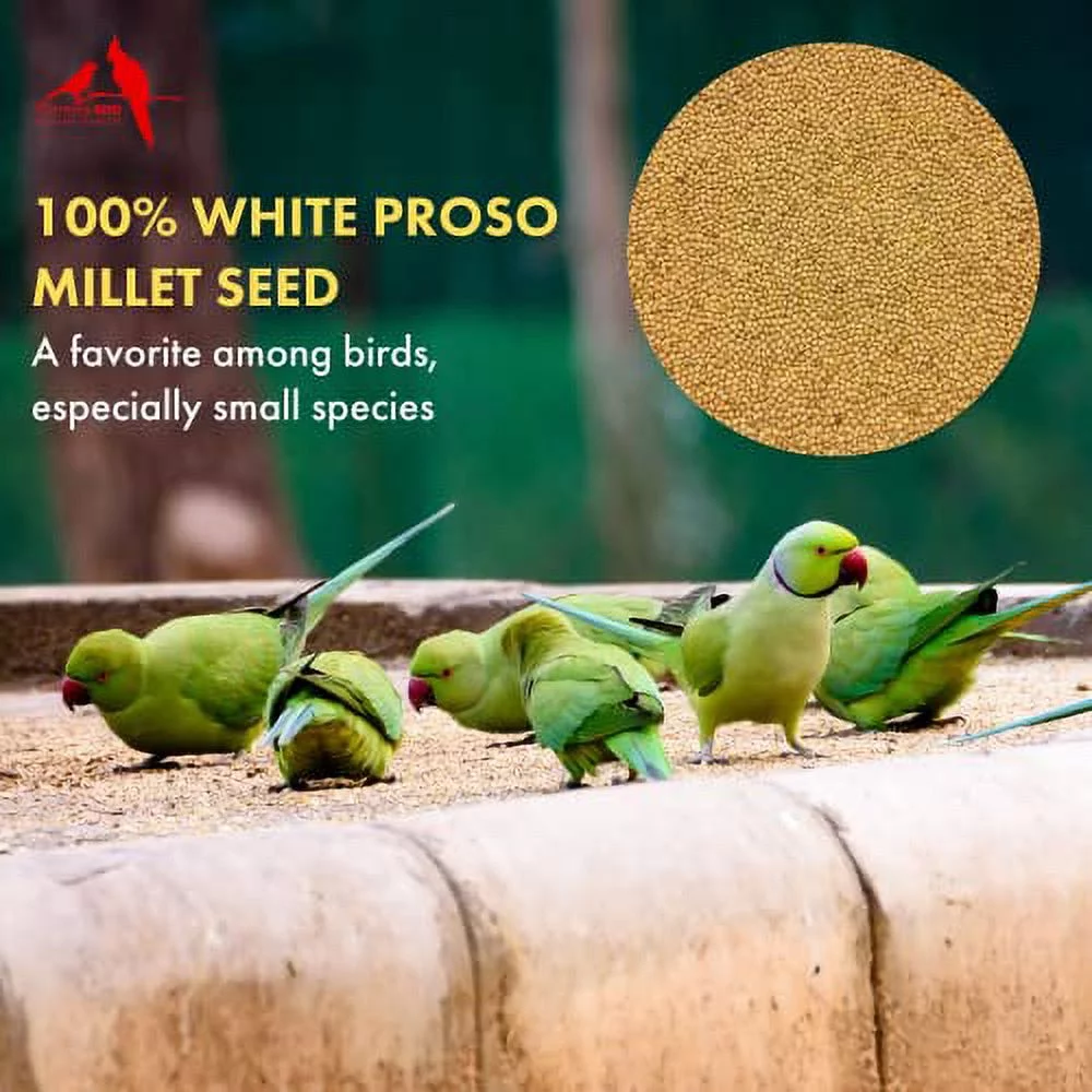 Morning Bird White Proso Millet Seed, Healthy Bird Food, Nutritious Supplement, High Protein, Fat, Fiber, Carbohydrates, Vitamins, and Minerals, 4.5 lbs (3-Pack, 1.5 lbs Each)