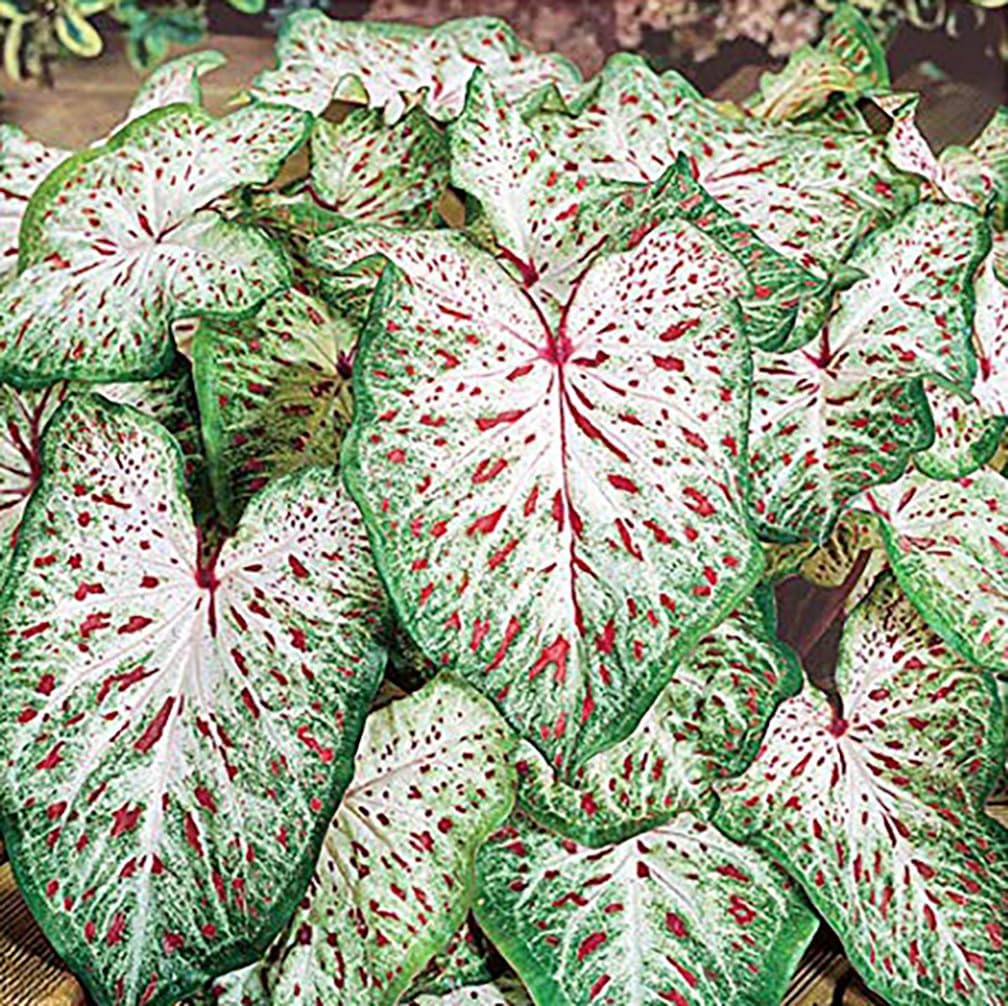 Dwarf Gingerland Caladium - White with Red Marks - Top Size Roots - Zones 9-11