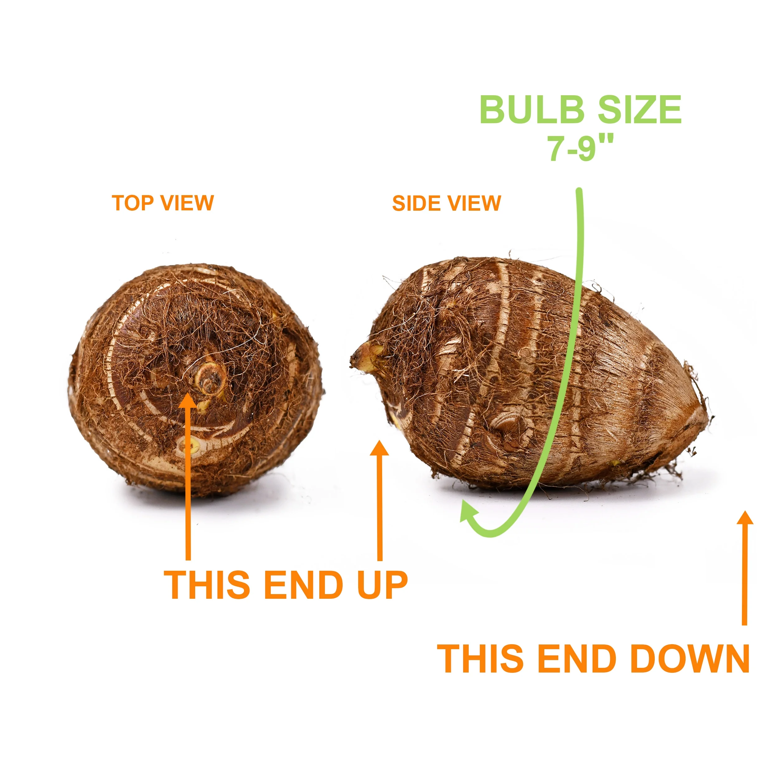 Garden State Bulb Premium Pharaoh's Mask Elephant Ear Bulbs, 7/9 inches (Bag of 1)