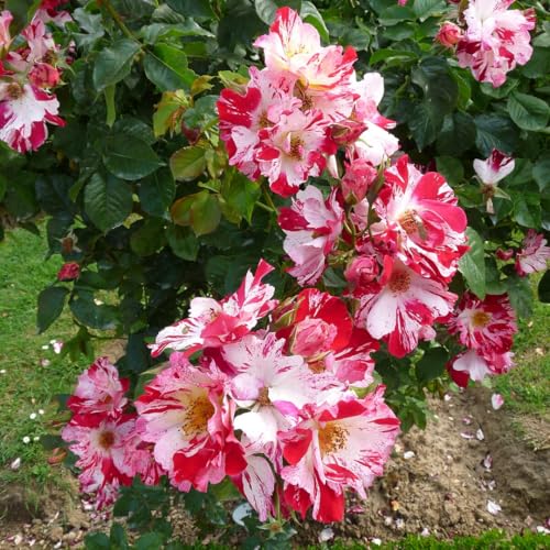 Starter Climbing Roses Live Plants, Rose Bushes Ready to Planting, No Pot, Cut Back, Well Rooted, 6-8 Months Old (Fourth of July)