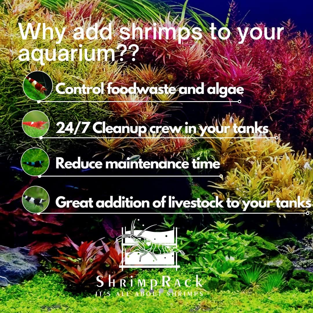ShrimpRack™ 20 Mixed Color Neocaridina Shrimp Skittles Live Freshwater Aquarium Shrimps Beeding Age Young Adults 1/2-1 inch Long. Live Arrival Guarantee. Free 2 Day Shipping