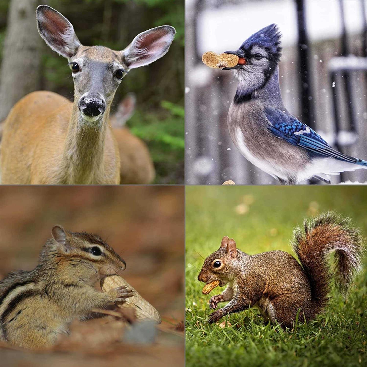 Wildlife Elements Peanut Party In-Shell Peanuts For Birds - Pet Supplies online store