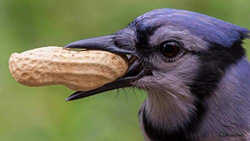 Peanuts (in-The-Shell) Bird Feed - 10 lb (2-5lb. pkg.)