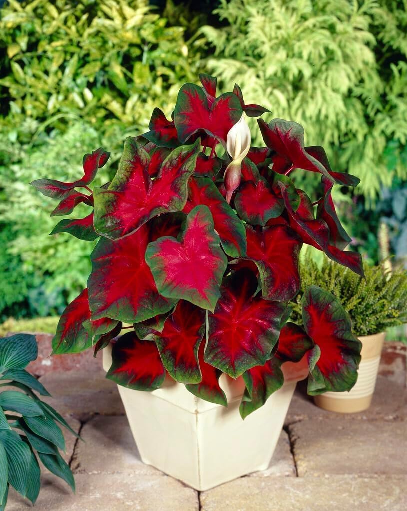 10 Florida Cardinal Caladium Bulbs for Planting - Perennial Hosta, Elephant Ears, Fancy (10 Bulbs)