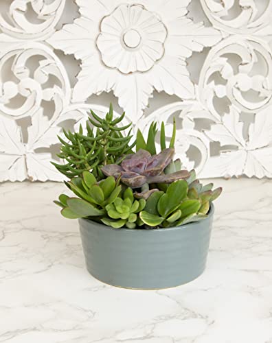 Live Succulents Assortment in Clay Pot, Garden Succulent Planter, Unique Gardening Gifts for Plant Lovers, Live Succulent Plants Live Plants, Live Succulents Plants Live Houseplants by Plants for Pets
