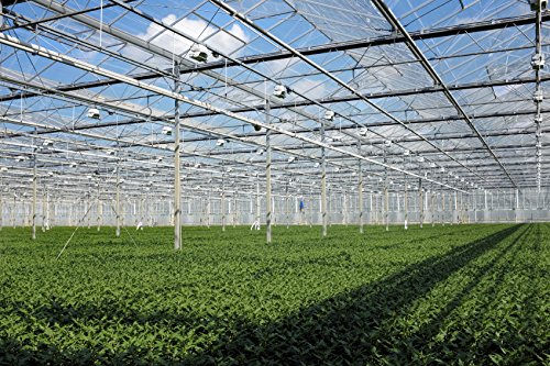 Juniper Blue Pacific - 30 Live Plants - Drought Tolerant Cold Hardy Evergreen Ground Cover