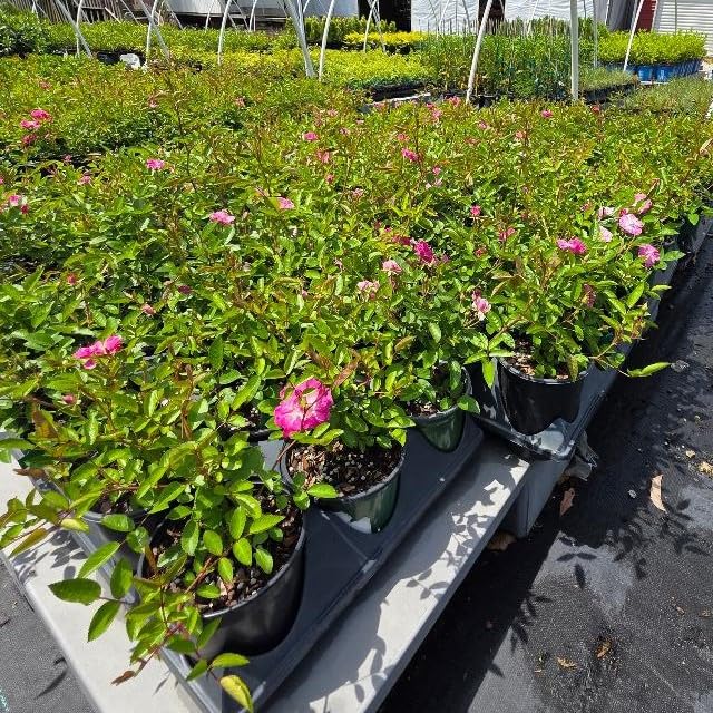 Peggy Martin Climbing Rose - Live Plant - (1 QT)