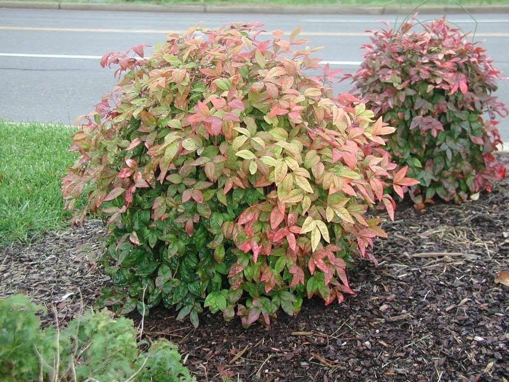 1 Dwarf Nandina Firepower (ornamental shrub)