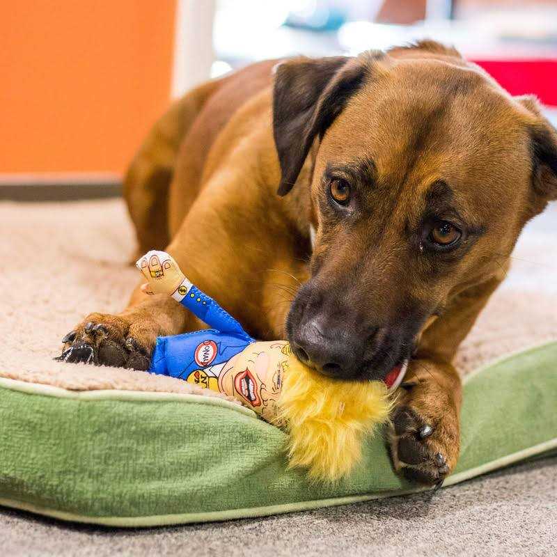 Fuzzu Donald Parody Dog Toy - Pet Supplies online store