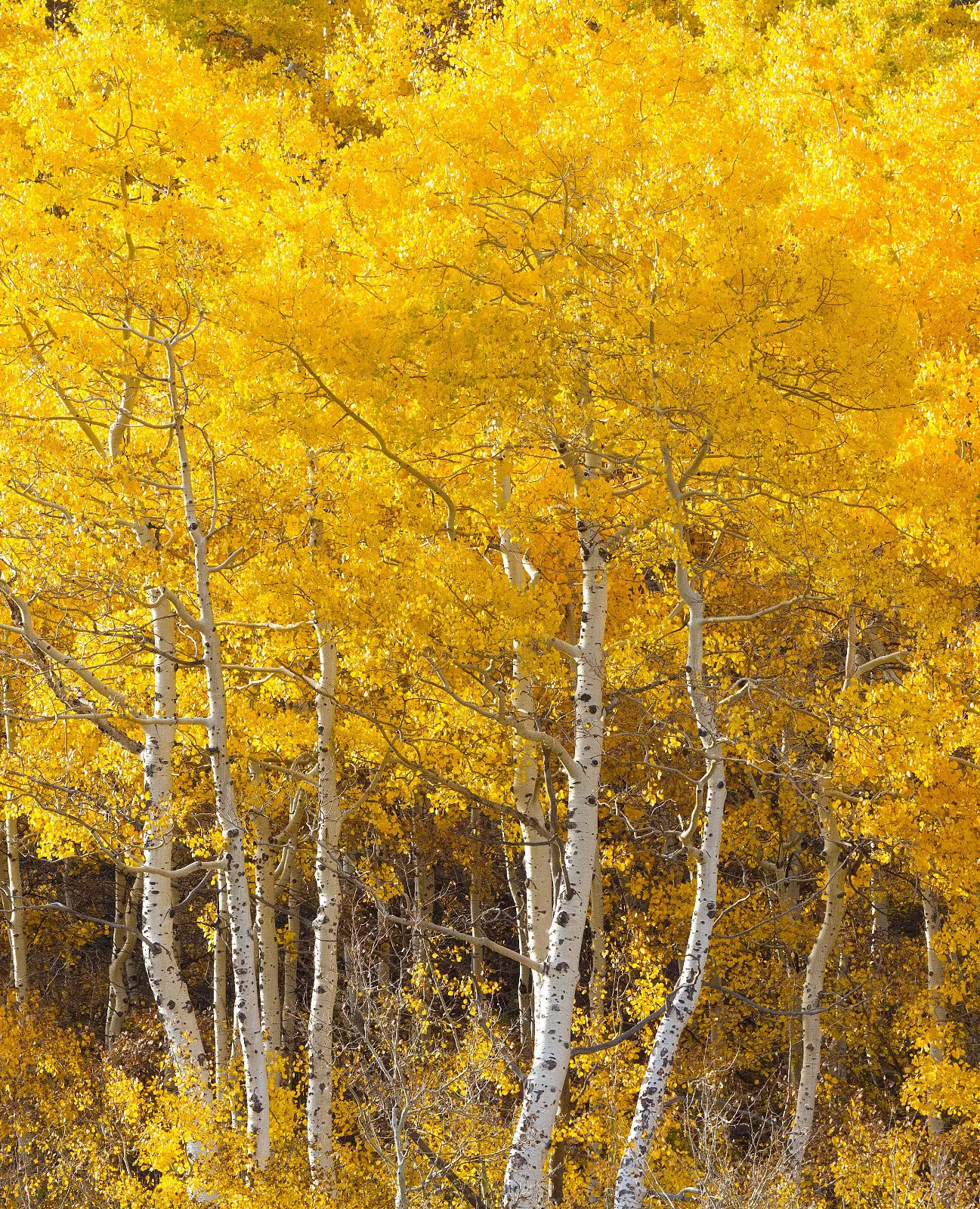 1-50 Quaking Aspen Trees (Populus tremuloides) Live Bareroot 18-24 Inches Tall, 1 bare root tree