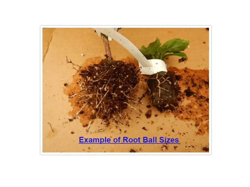 **JENNY LYNN** Rooted Tropical Hibiscus Plant**Ships Bare Root***