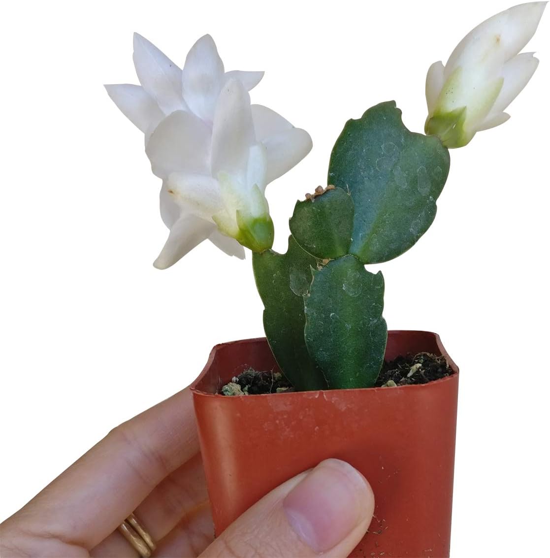 SUCCULENTS BOX | Unique Collection of Live Cactus Plants, Christmas Cactus Thanksgiving Cactus (2 inch), Hand Selected, Rare Varieties for Gift or Home Decoration