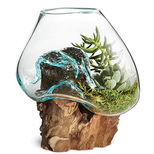 Hand Blown Molten Glass & Teak Wood Terrarium/Vase/Fish Bowl - Premium Quality (6