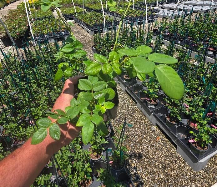 Cloud 10™ White Climbing Rose - Live Plant - (1 QT)