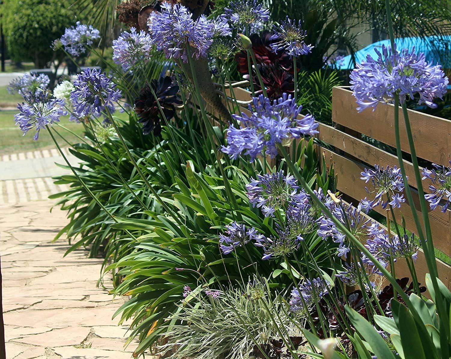 Agapanthus Lily of The Nile - 30 Live Plants - Blooming Ornamental Foliage