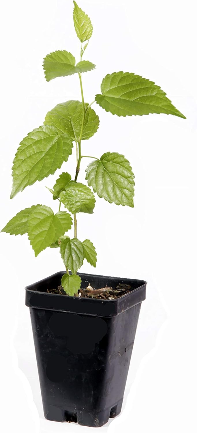 Dwarf Black Mulberry -Morus Nigra - Everbearing - Live Plant